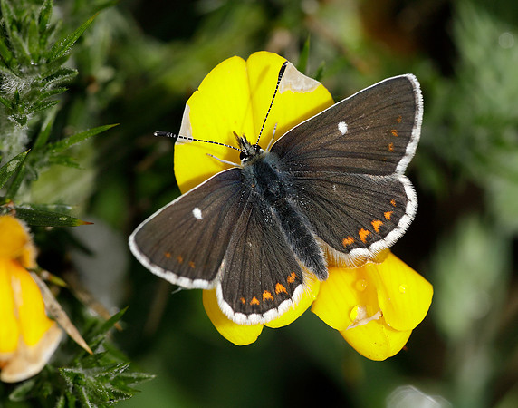 Northern Brown Argus Aricia artaxerxes artaxerxes