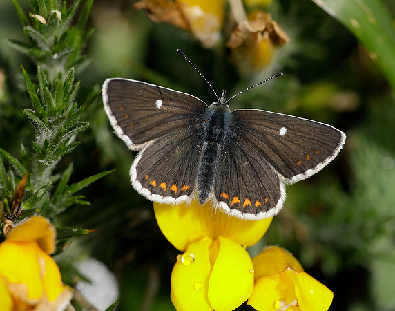 Northern Brown Argus Aricia artaxerxes artaxerxes