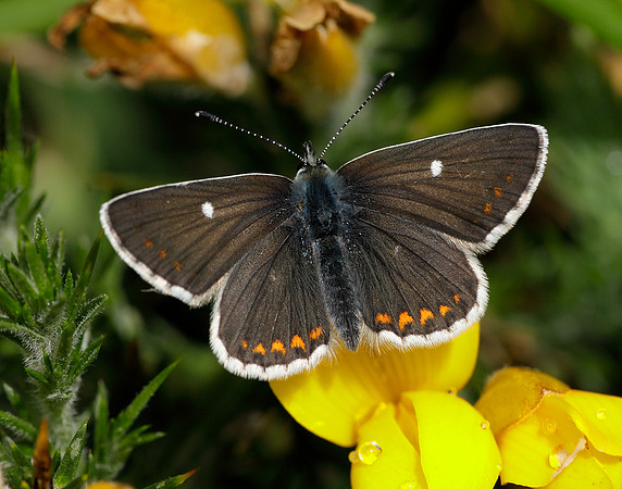 Northern Brown Argus Aricia artaxerxes artaxerxes