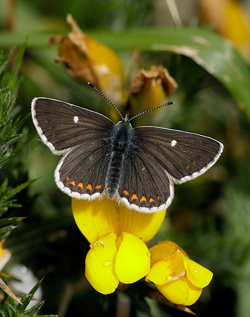 Northern Brown Argus Aricia artaxerxes artaxerxes