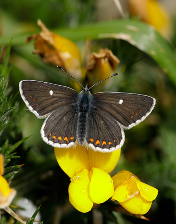 Northern Brown Argus Aricia artaxerxes artaxerxes