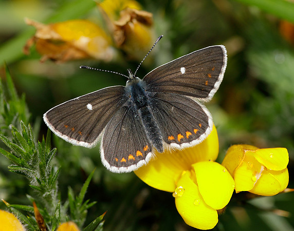 Northern Brown Argus Aricia artaxerxes artaxerxes