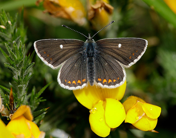 Northern Brown Argus Aricia artaxerxes artaxerxes