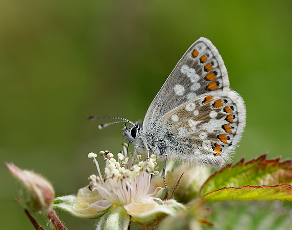 Northern Brown Argus Aricia artaxerxes artaxerxes