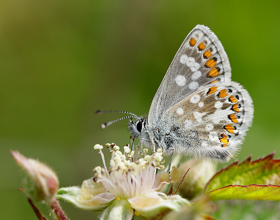 Northern Brown Argus Aricia artaxerxes artaxerxes