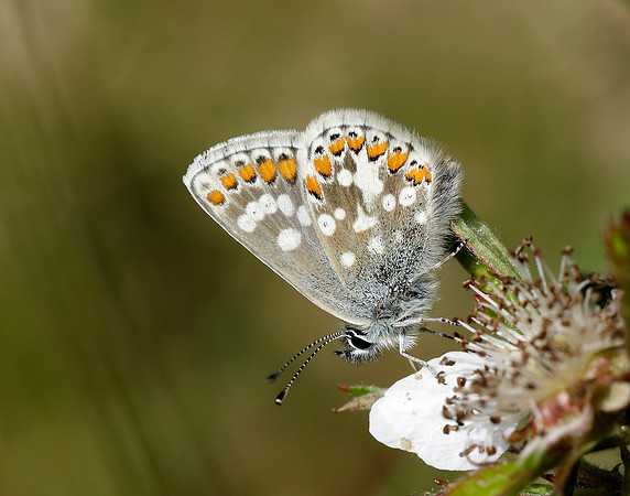 Northern Brown Argus Aricia artaxerxes artaxerxes