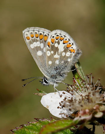 Northern Brown Argus Aricia artaxerxes artaxerxes