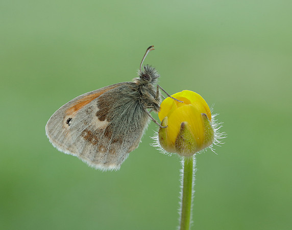 Small Heath Coenonympha pamphilus
