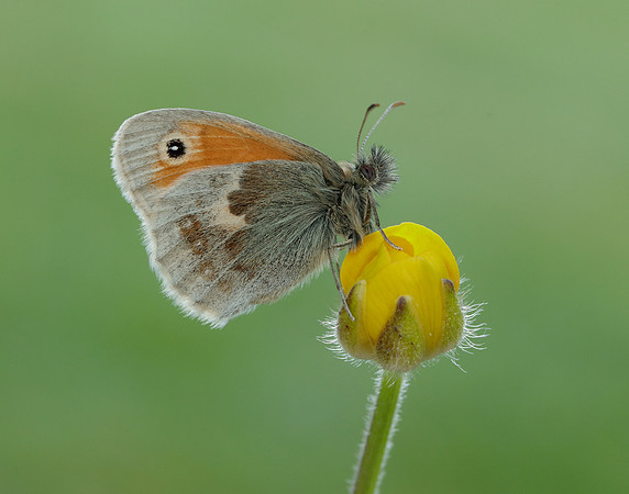 Small Heath Coenonympha pamphilus