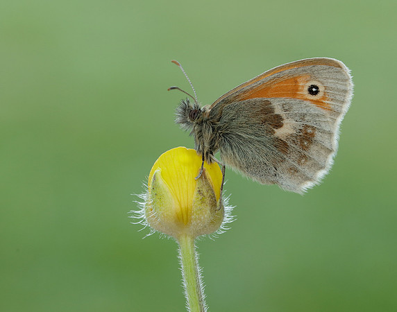 Small Heath Coenonympha pamphilus