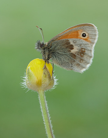 Small Heath Coenonympha pamphilus