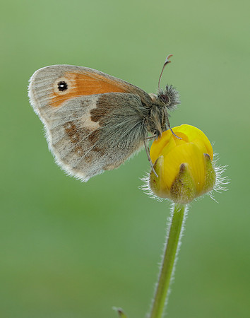 Small Heath Coenonympha pamphilus