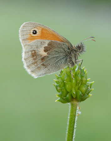 Small Heath Coenonympha pamphilus