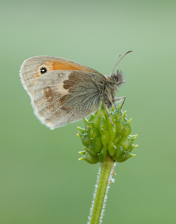 Small Heath Coenonympha pamphilus