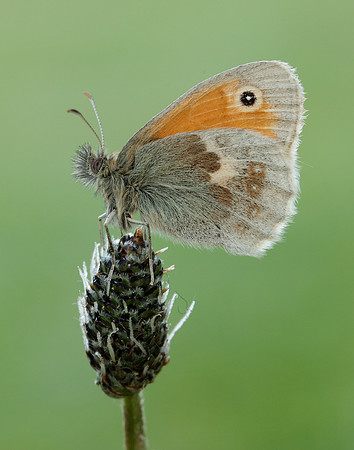 Small Heath Coenonympha pamphilus