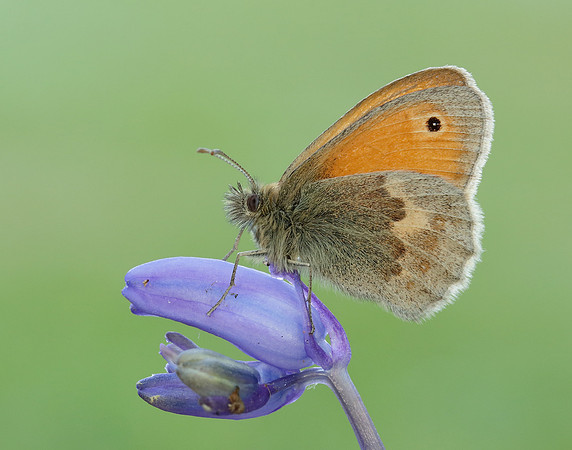 Small Heath Coenonympha pamphilus