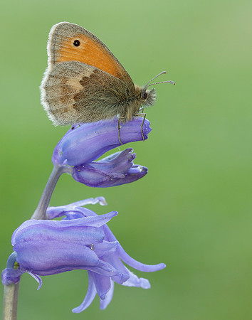 Small Heath Coenonympha pamphilus