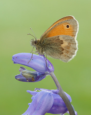 Small Heath Coenonympha pamphilus