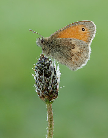 Small Heath Coenonympha pamphilus