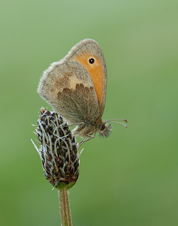 Small Heath Coenonympha pamphilus