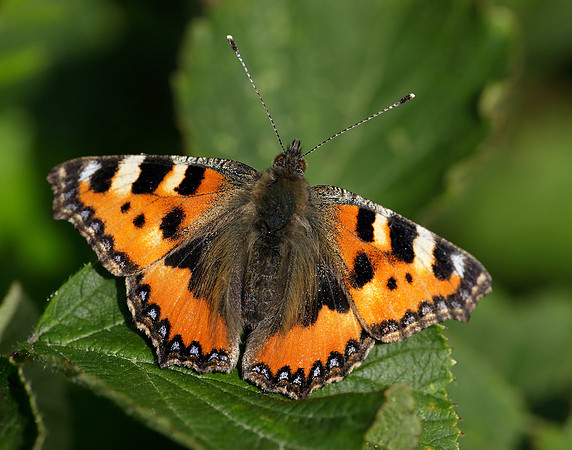 Small Tortoiseshell Aglais urticae