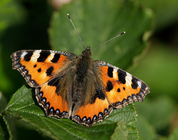 Small Tortoiseshell Aglais urticae