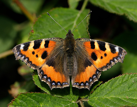 Small Tortoiseshell Aglais urticae