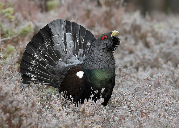 Capercaillie Tetrao urogallus