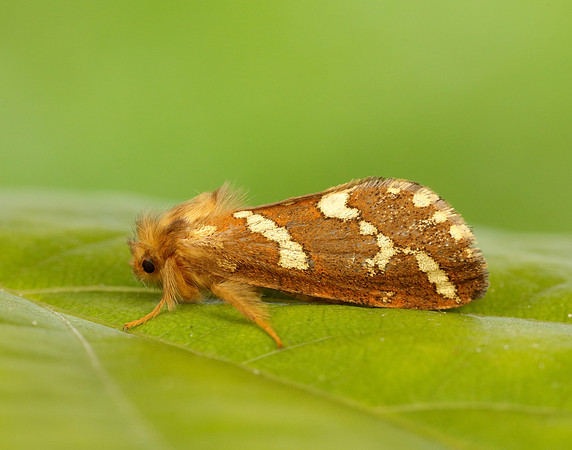3.004 BF16 Gold Swift Phymatopus hecta