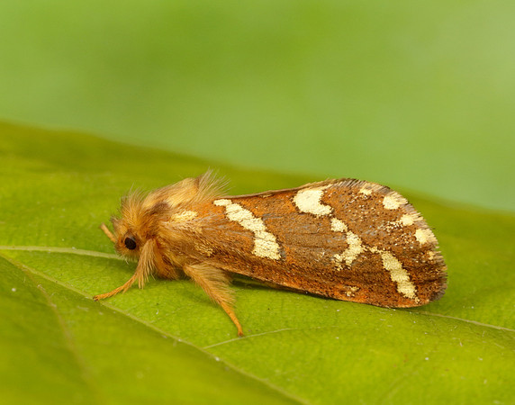 3.004 BF16 Gold Swift Phymatopus hecta