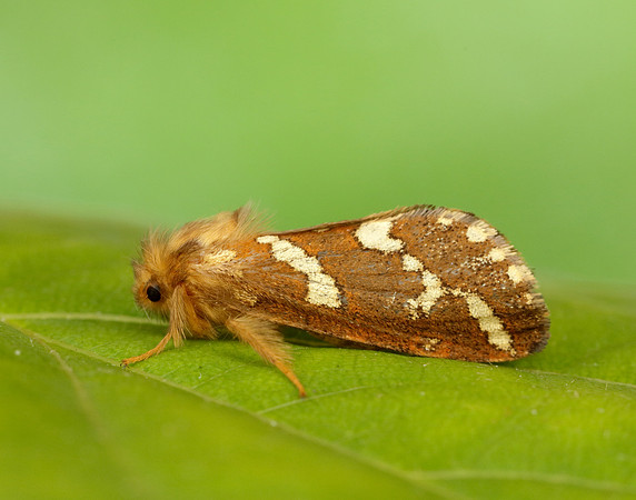 3.004 BF16 Gold Swift Phymatopus hecta