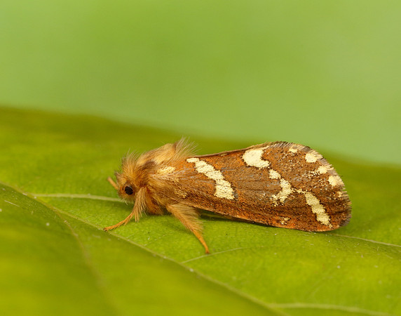 3.004 BF16 Gold Swift Phymatopus hecta