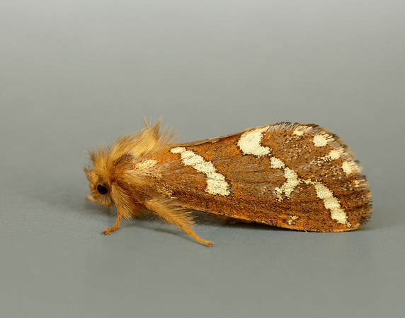 3.004 BF16 Gold Swift Phymatopus hecta
