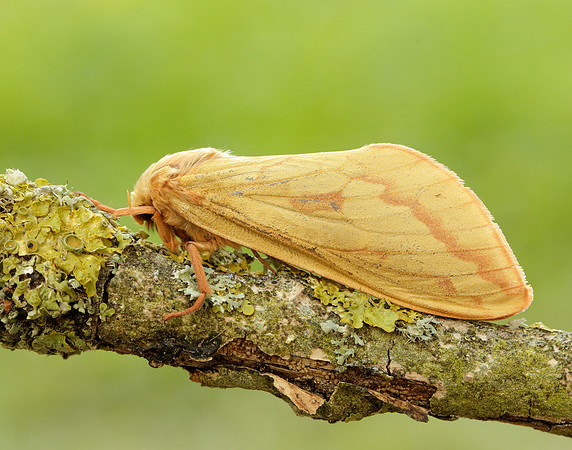 3.005 BF14 Ghost Moth Hepialus humuli