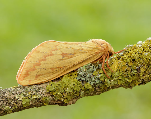 3.005 BF14 Ghost Moth Hepialus humuli