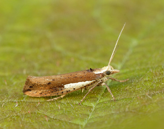 17.010 BF460 Ypsolopha parenthesella