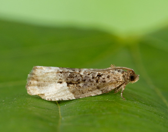 9.150 BF1093 Apotomis betuletana