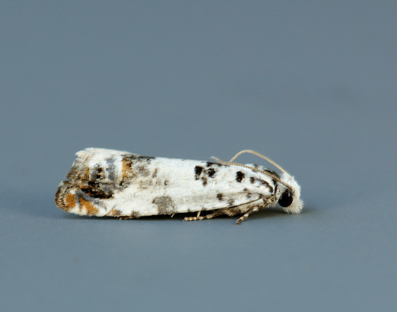 49.269 BF1197 Eucosma campoliliana