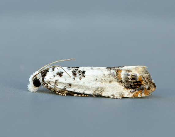 49.269 BF1197 Eucosma campoliliana