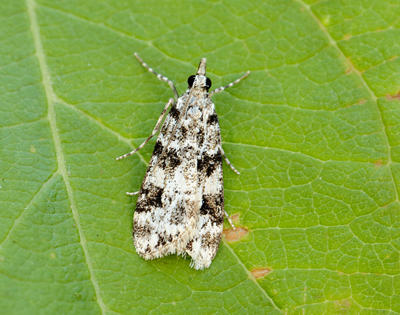 63.072 BF1343 Eudonia delunella