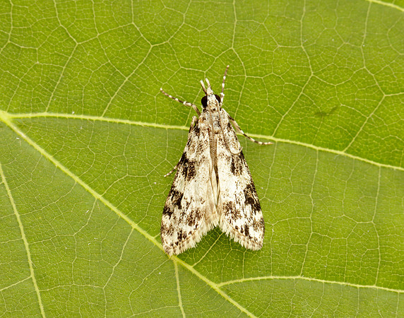 63.072 BF1343 Eudonia delunella