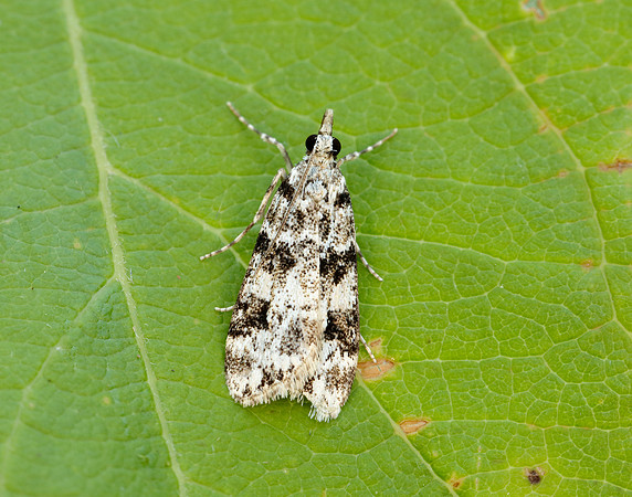 63.072 BF1343 Eudonia delunella