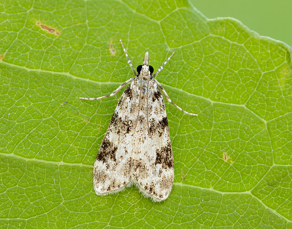 63.072 BF1343 Eudonia delunella