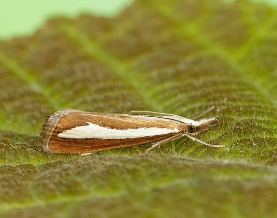 63.100 BF1314 Catoptria margaritella