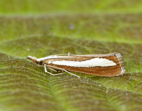 63.100 BF1314 Catoptria margaritella