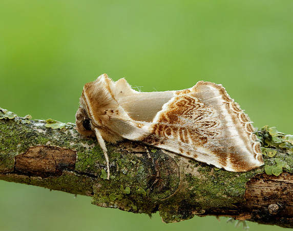 65.009 BF1653 Buff Arches Habrosyne pyritoides
