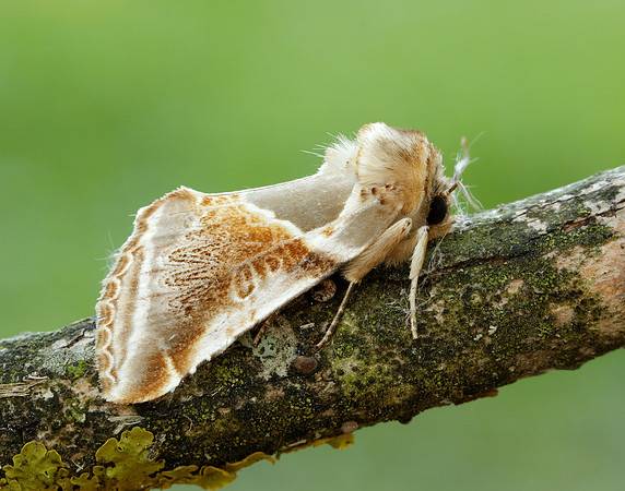 65.009 BF1653 Buff Arches Habrosyne pyritoides