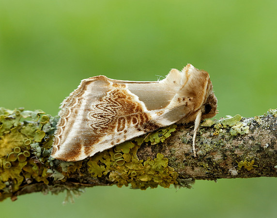 65.009 BF1653 Buff Arches Habrosyne pyritoides