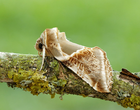 65.009 BF1653 Buff Arches Habrosyne pyritoides
