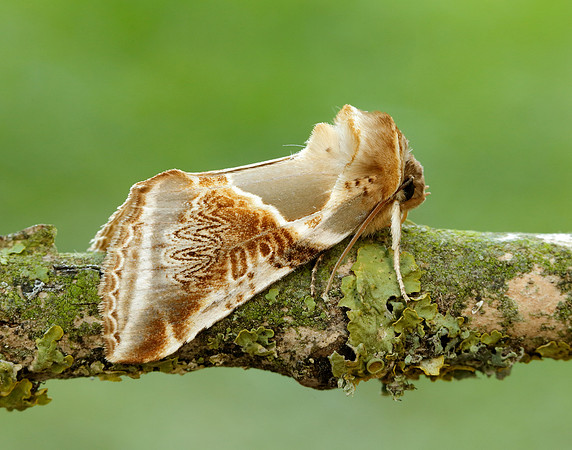 65.009 BF1653 Buff Arches Habrosyne pyritoides